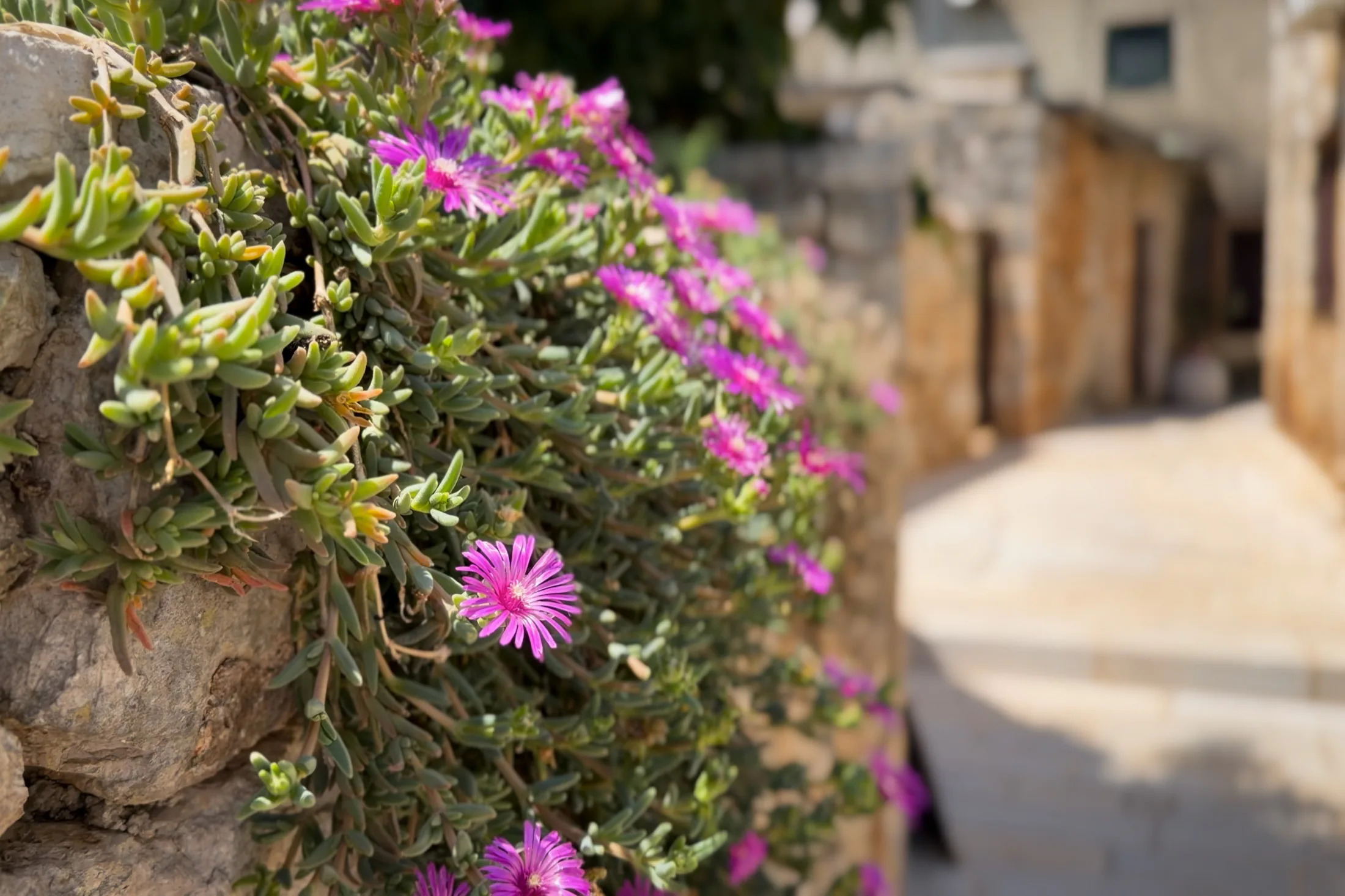 Flowers along a stone wall in the old centre of Bale